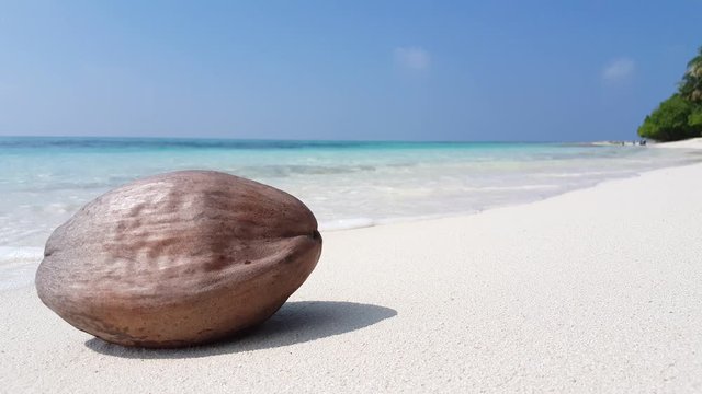 Coconut seed over white sand of tropical beach with blur background of sea and sky in Thailand, copy space