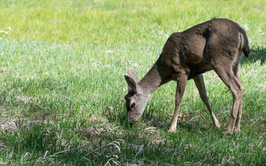 deer in the field
