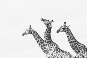 illustration of a giraffe on white background