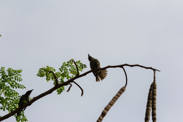beautiful bird in nature
