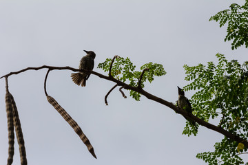 beautiful bird in nature