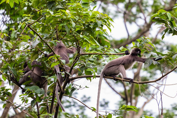Fototapeta premium beautiful monkey in nature