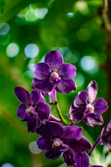 Fototapeta na wymiar Purple orchids on a green background