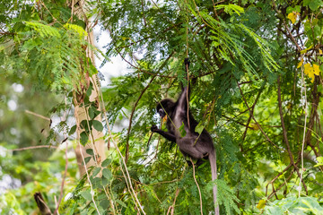 beautiful monkey in nature