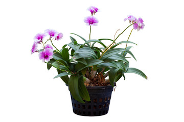 Purple and white Orchid flower in black plastic pot isolated on white background included clipping path.