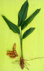 Fresh Turmeric roots, plant closeup captured image in winter season