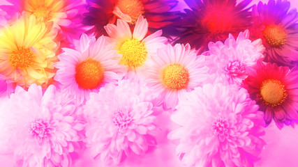 flowers on a colored tinted background.