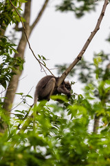 beautiful monkey in nature