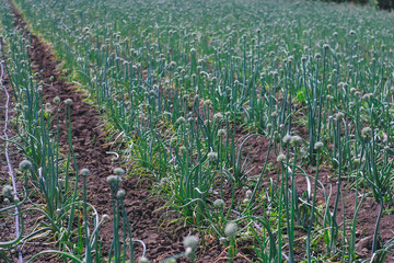 flowering plants of onion, seed formation.