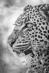 Fototapeta na wymiar Leopard Close up Portrait