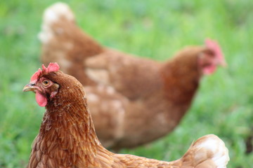 hen and chickens