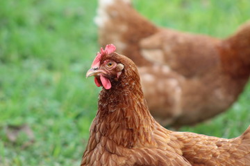 hen on farm