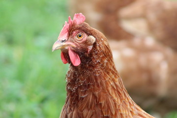 hen on a farm