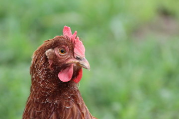 portrait of a hen