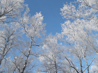 Snow covered tree branches against the blue sky. Birch forest in the winter. Frost in a birch grove. Trees in winter landscape. Christmas forest scene.