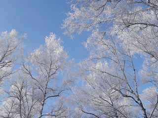 Hoarfrost on the branches of birches on a frosty sunny day. Birch trees against a clear blue sky. Christmas winter forest landscape background. Snow covered tree branches.