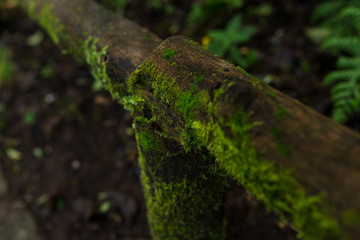 Green Forest in Northern Thailand