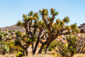 Joshua Tree