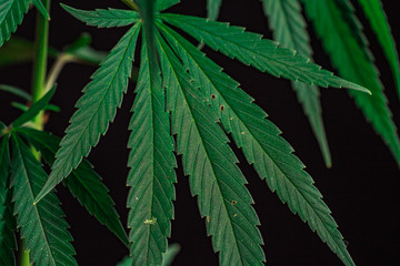 Thematic photos of hemp and marijuana Green leaf