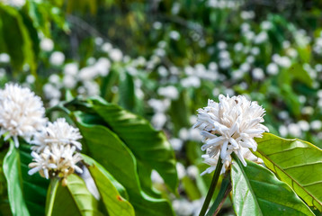 closeup blooming coffee flowers