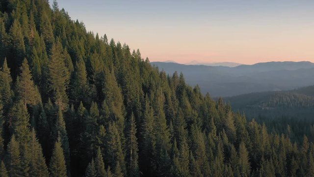 Aerial over pine forest at sunset. Mount Shasta, Northern California, USA