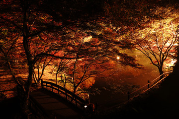 ライトアップされた紅葉が美しいゆうじゃく公園