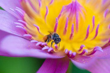 bee on lotus flower