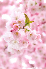 Pink sakura flowers. Sakura flowers close up. Spring blossom.