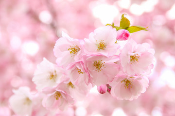 Pink sakura flowers. Sakura flowers close up. Spring blossom.