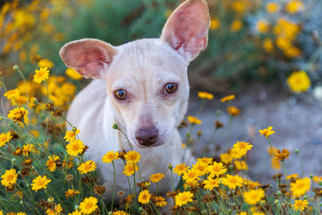 dog with big ears in field of yellow flowers