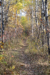 Assiniboine Forest Trail in Autumn in Winnipeg
