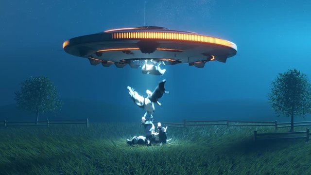 Flying saucer brings back abducted cows throwing them on the grassy meadow. 4K