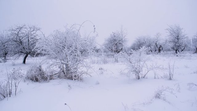 Winter landscape. the trees are covered with frost.