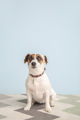 Cute Jack Russell Terrier on color background