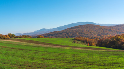 View of the farm fields with green shoots