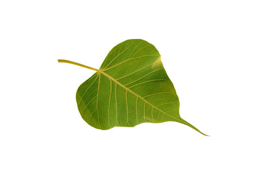 Pho leaf Green isolated on white background.
