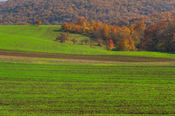 Fototapeta na wymiar View of the farm fields with green shoots