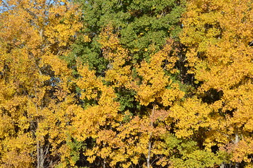 Colourful Autumn Foliage in Manitoba