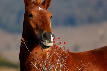 Horse from Velebit mountain eating the rose hip, Croatia