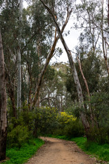 path in the forest or woods