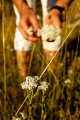 herbal, medicinal, beautiful, natural, plant, velebit, nature park, national park, croatia, wilderness, nature, rocky, common yarrow, achillea millefolium, collection, mountain, hill, altitude, hiking