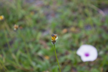 yellow flowers in the field with bee