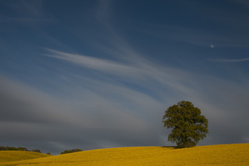 Fototapeta na wymiar yellow rape field with single oak tree and scenic cirrus clouds 