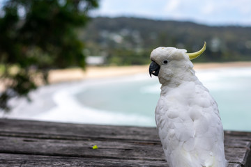 cockatoo sitting with the beach in the background, Australia
