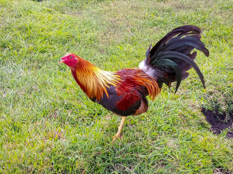 photo of fighting cock on a farm