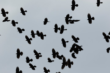 The Alpine chough or yellow-billed chough (Pyrrhocorax graculus), on the Velebit Mountain, Croatia
