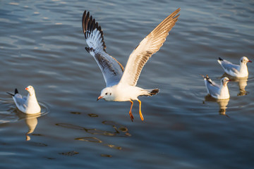 Seagulls flying forage in the sea In Samut Prakan, Thailand