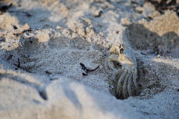 crab on the beach