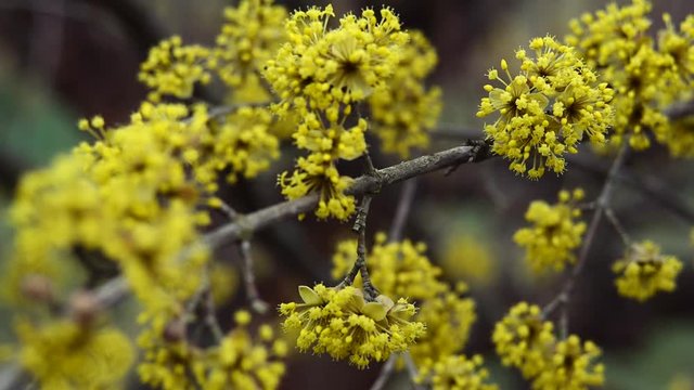 dogwood blooms in spring yellow flower.