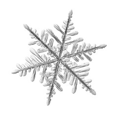 Snowflake isolated on white background. Macro photo of real snow crystal: elegant stellar dendrite...